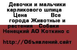 Девочки и мальчики карликового шпица  › Цена ­ 20 000 - Все города Животные и растения » Собаки   . Ненецкий АО,Коткино с.